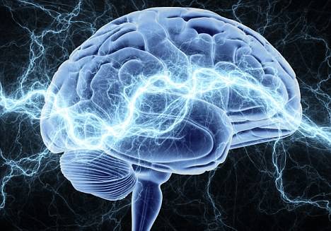 美中科學家發現大腦神經膠質細胞新功能